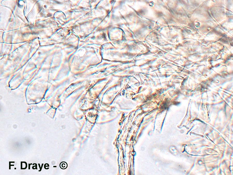 Tubaria hiemalis var. major